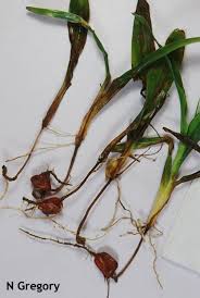 Гниль церкоспорельозна коренева